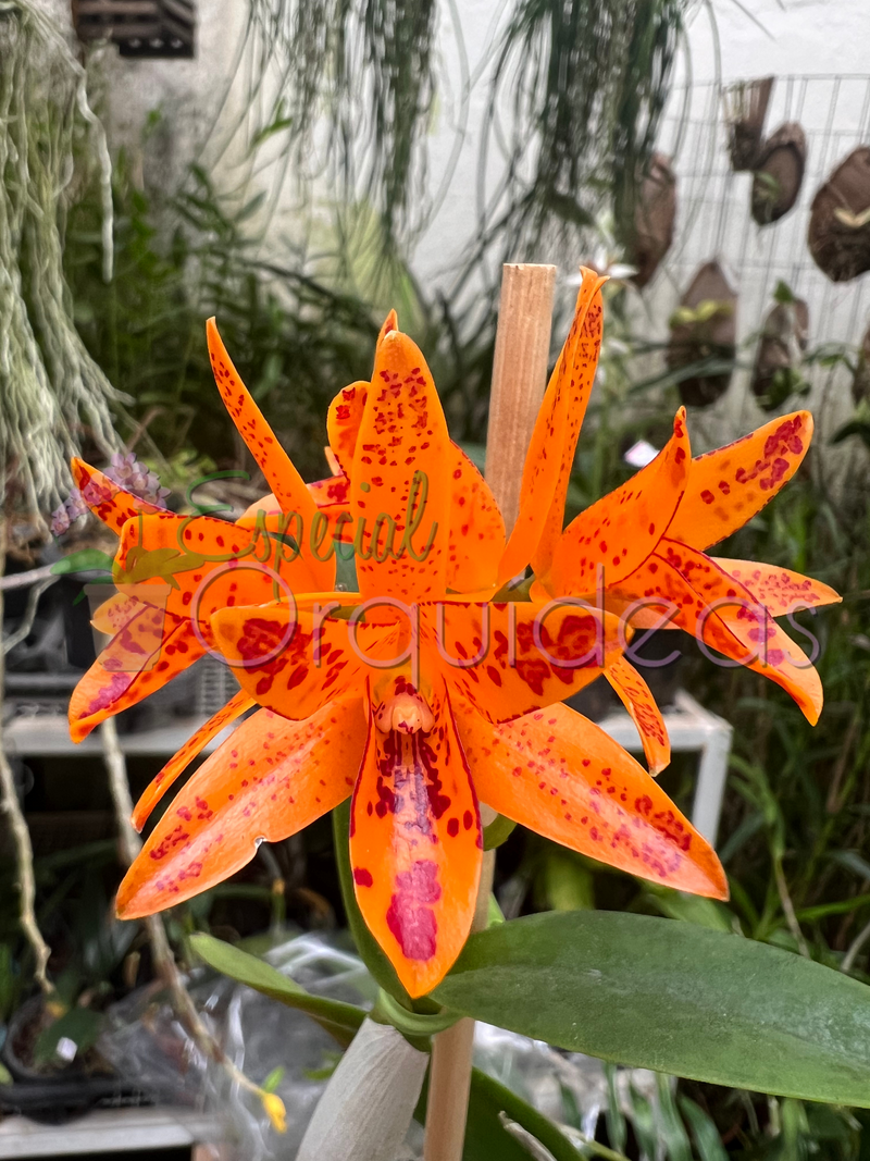 CATTLEYA AURANTIACA MICHIMA SPOTS