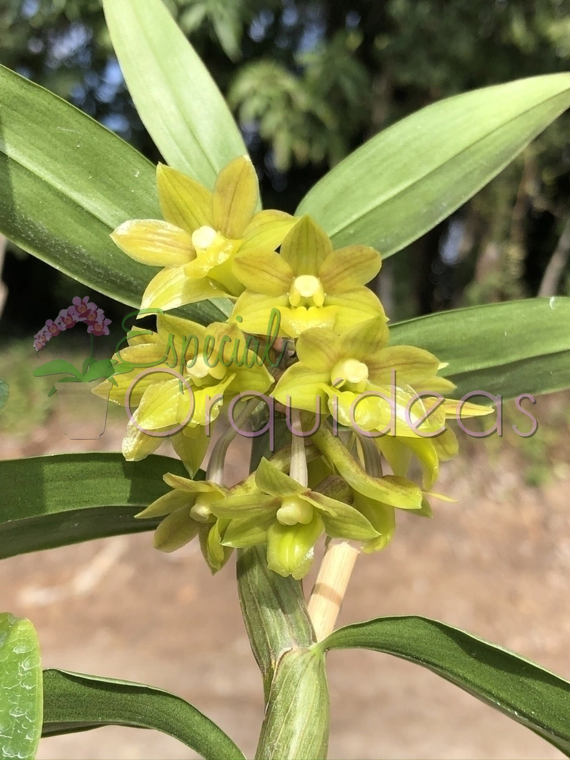 DENDROBIUM IONOPUS