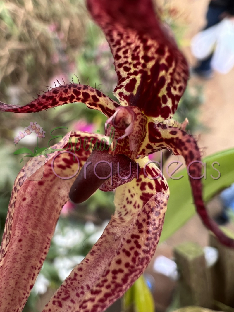 BULBOPHYLLUM LASIOCHILUM