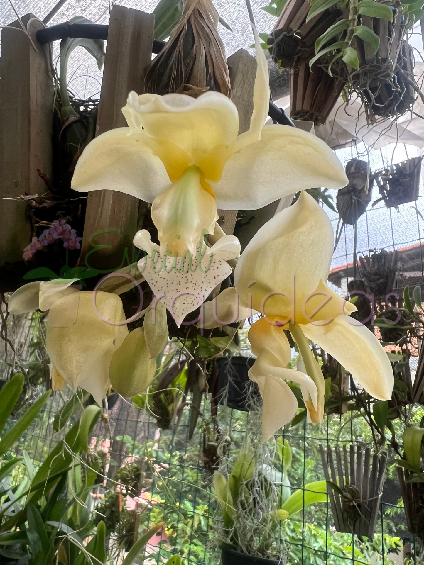 STANHOPEA GRAVEOLENS