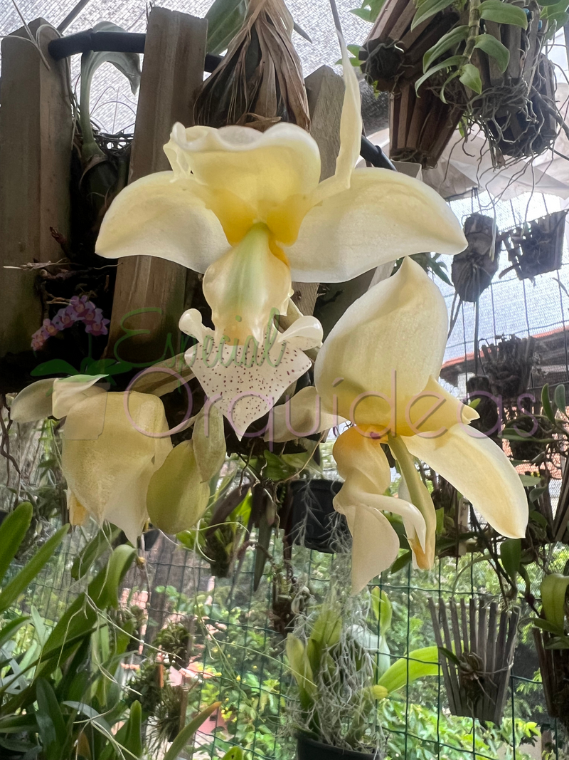 STANHOPEA GRAVEOLENS