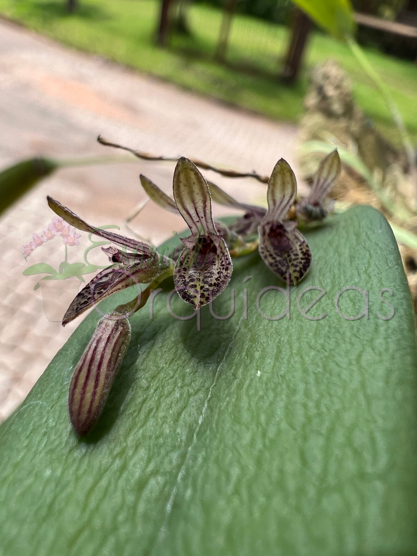 PLEUROTHALLIS TERES (MICRO)