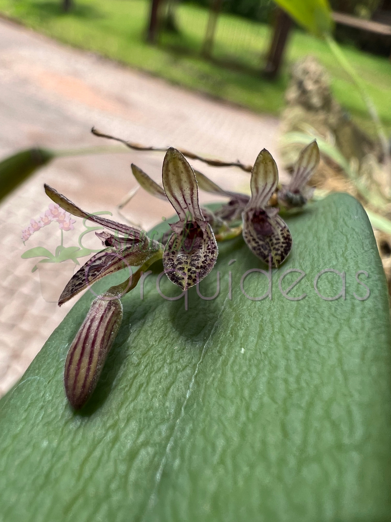 PLEUROTHALLIS TERES (MICRO)