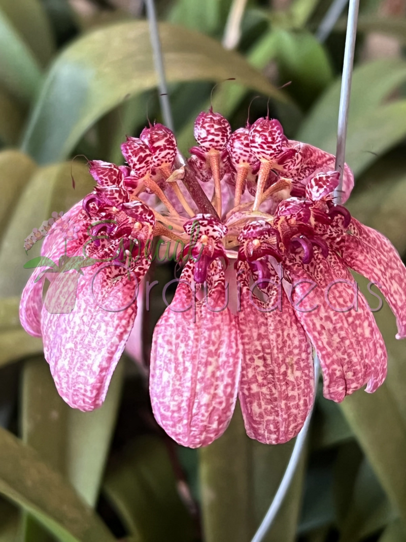 BULBOPHYLLUM EBERHARDTII