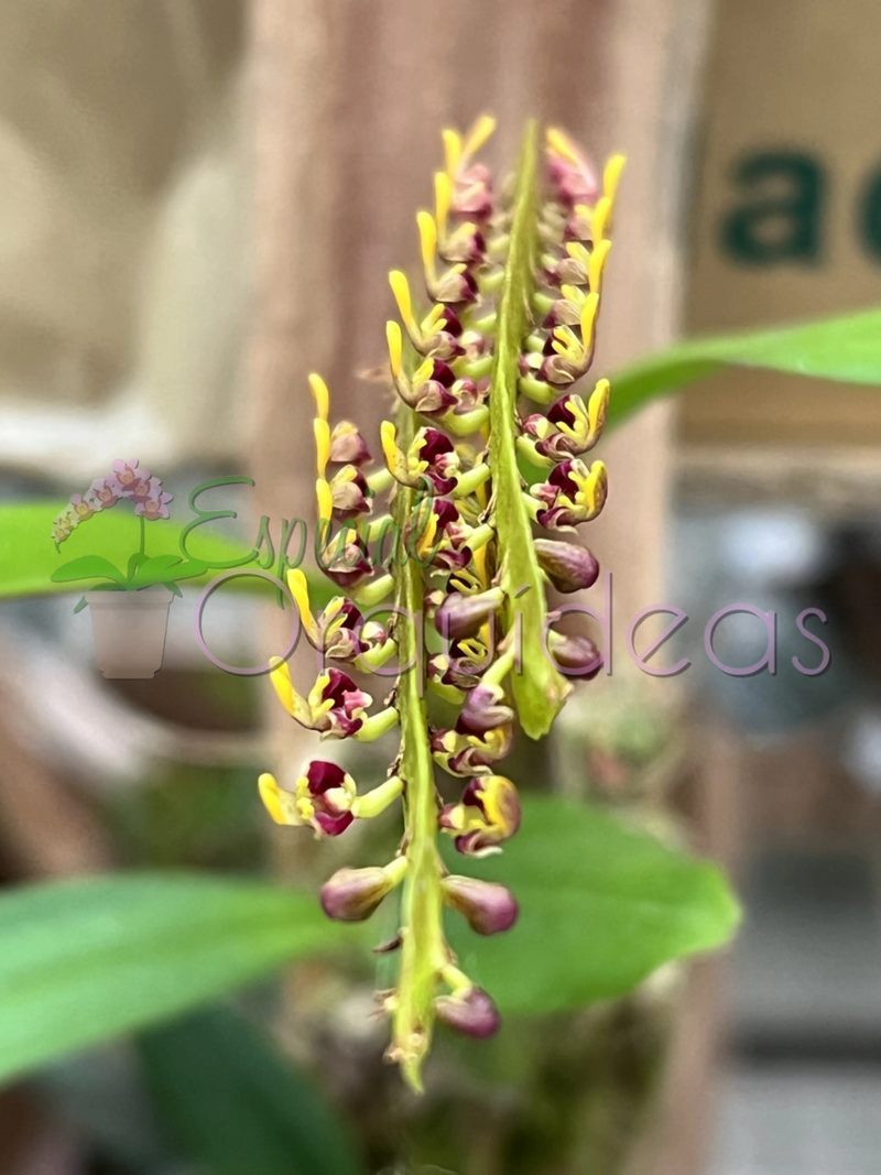 BULBOPHYLLUM FALCATUM (FLOR MICRO)