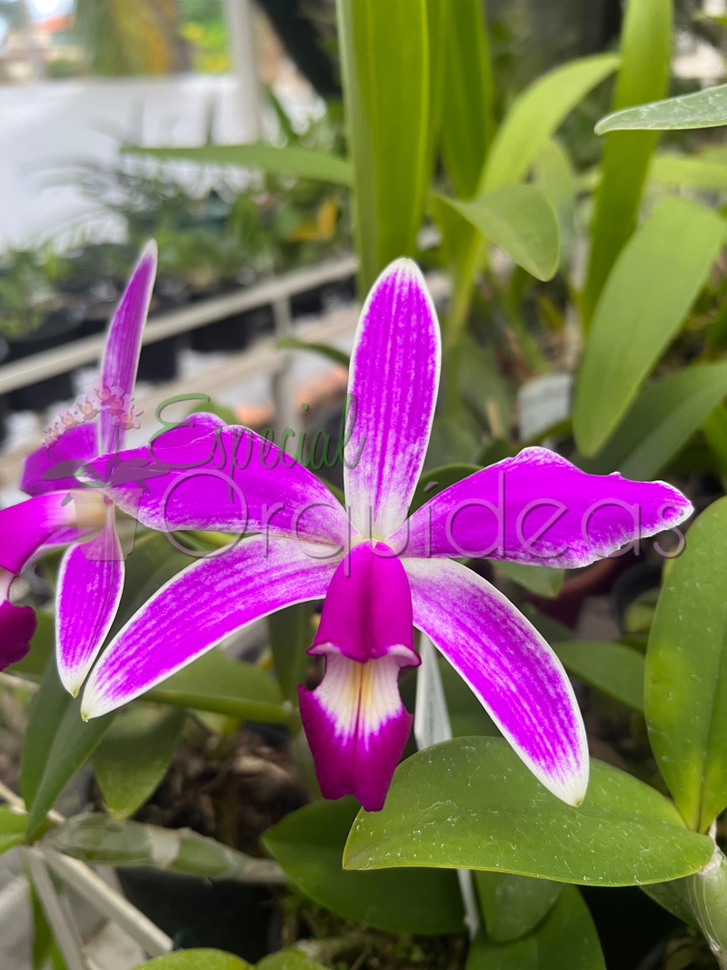 CATTLEYA VIOLACEA FLAMEA