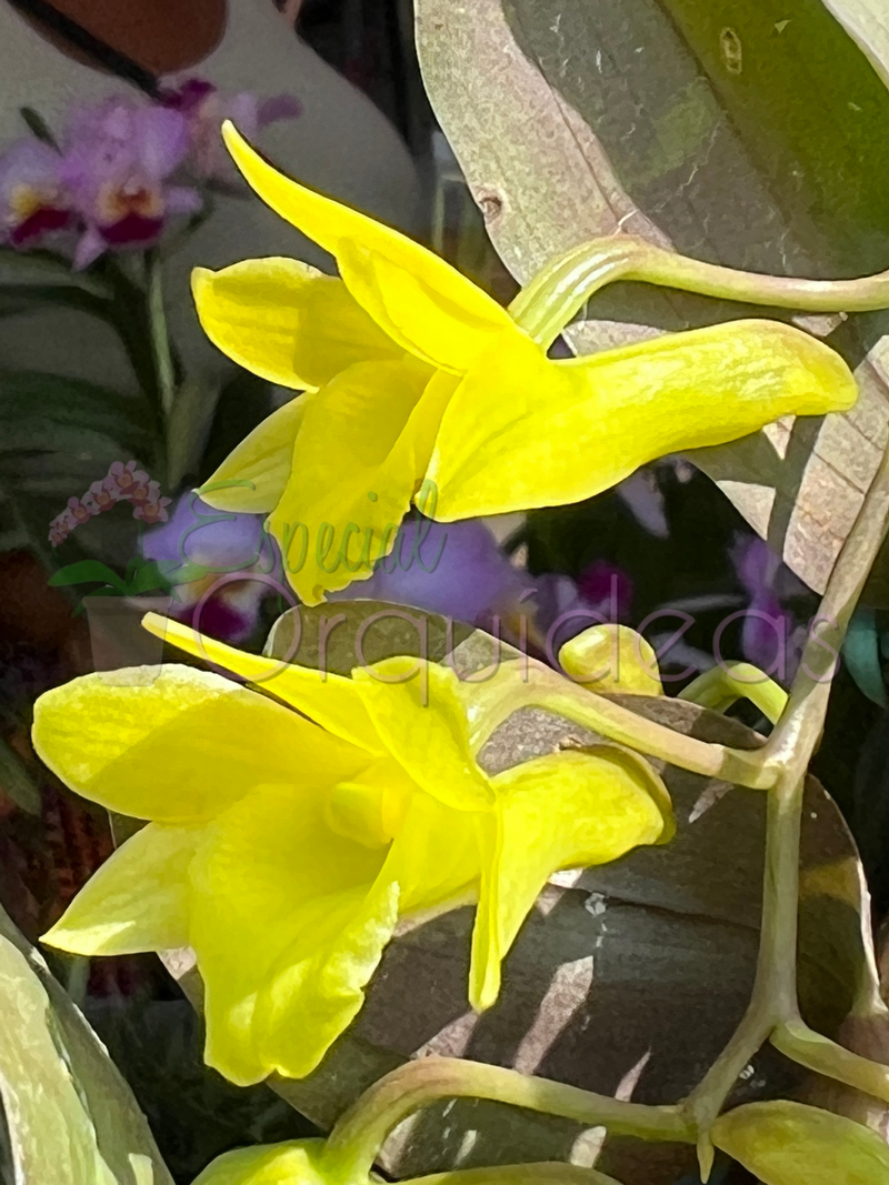 Dendrobium cerinum espécie da thailandia linda flor