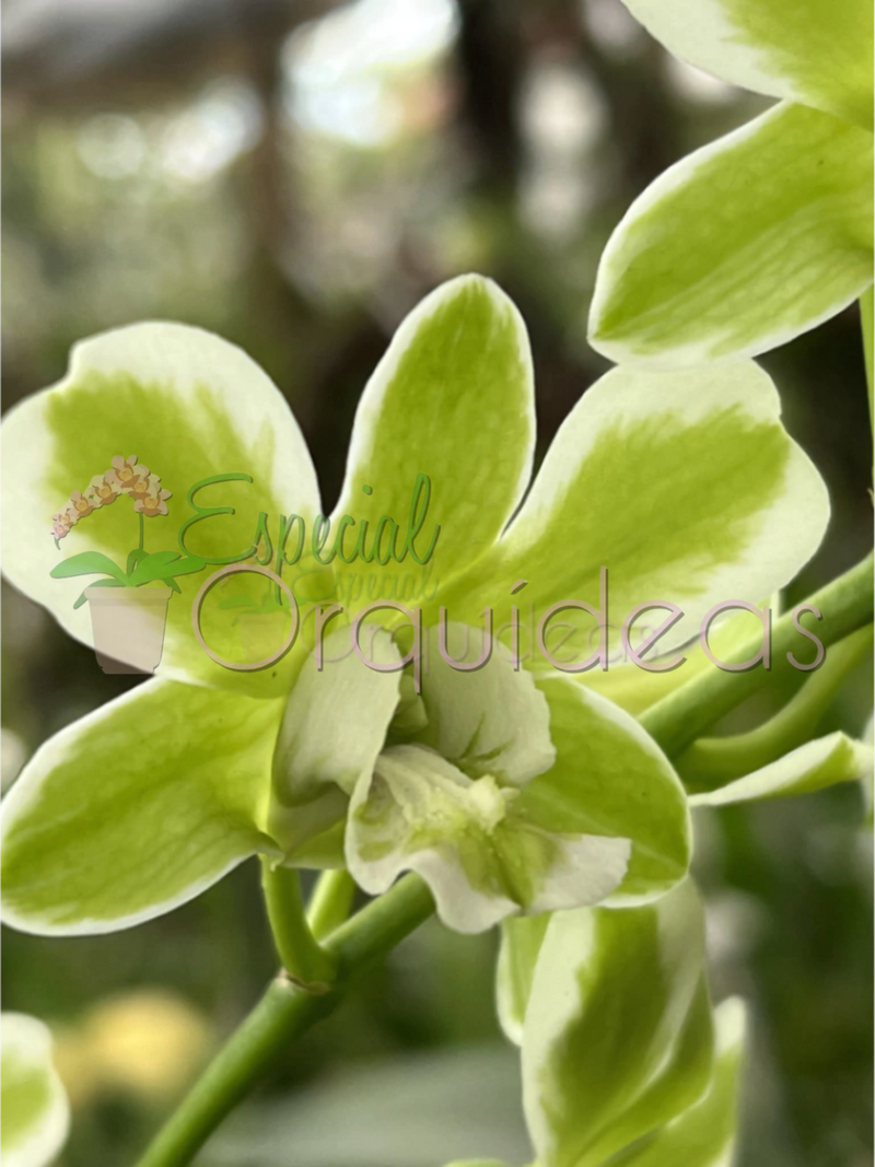 DENPHAL FLOR E VEGETAL VARIEGATA (PRÉ ADULTA)