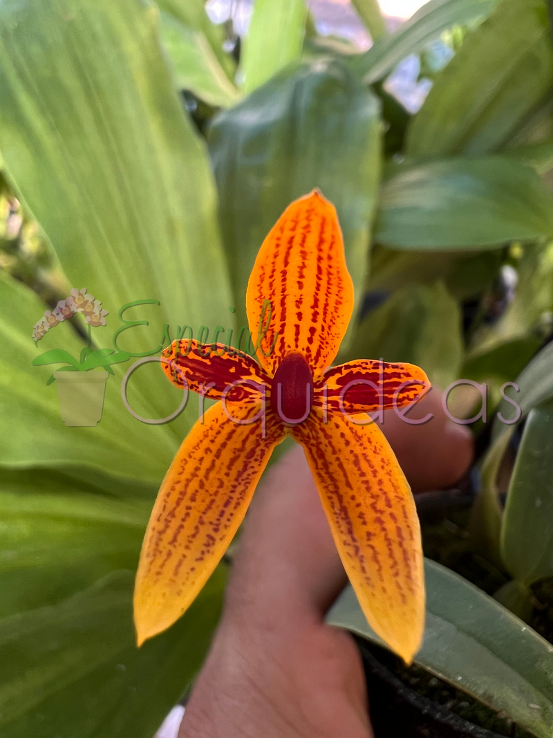 Bulbophyllum pardalotum (adulto)