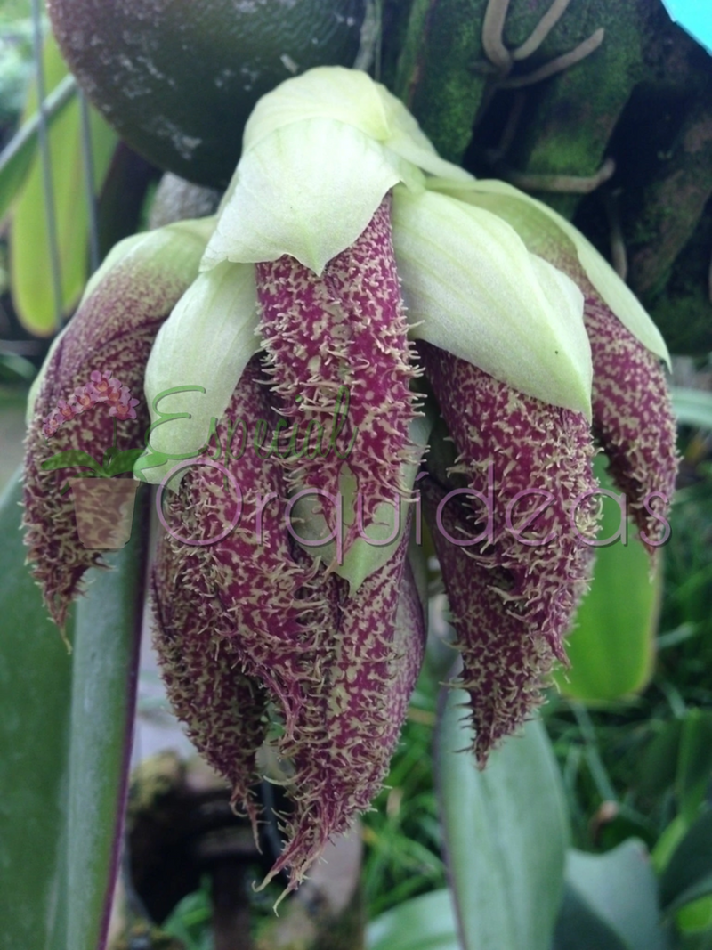 BULBOPHYLLUM PHALAENOPSIS X BECCARII (RARÍSSIMA)