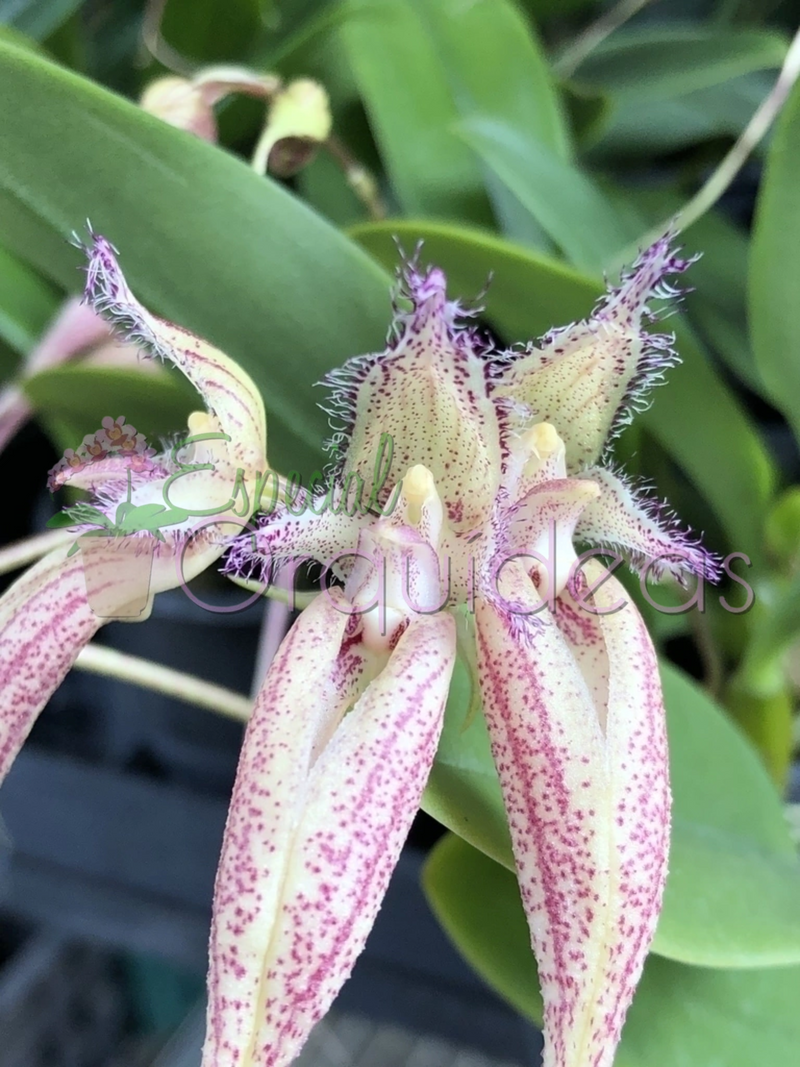 BULBOPHYLLUM SANGUINEOPUNCTATUM