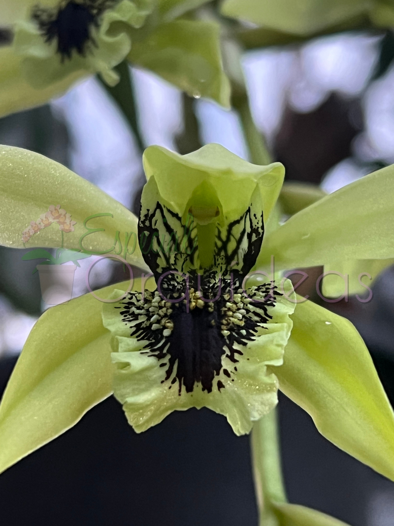 COELOGYNE PANDURATA