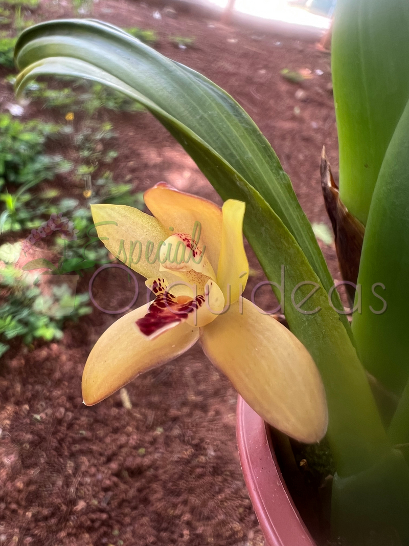 MAXILLARIA RUFESCENS FLOR MINI EXÓTICA E RARA