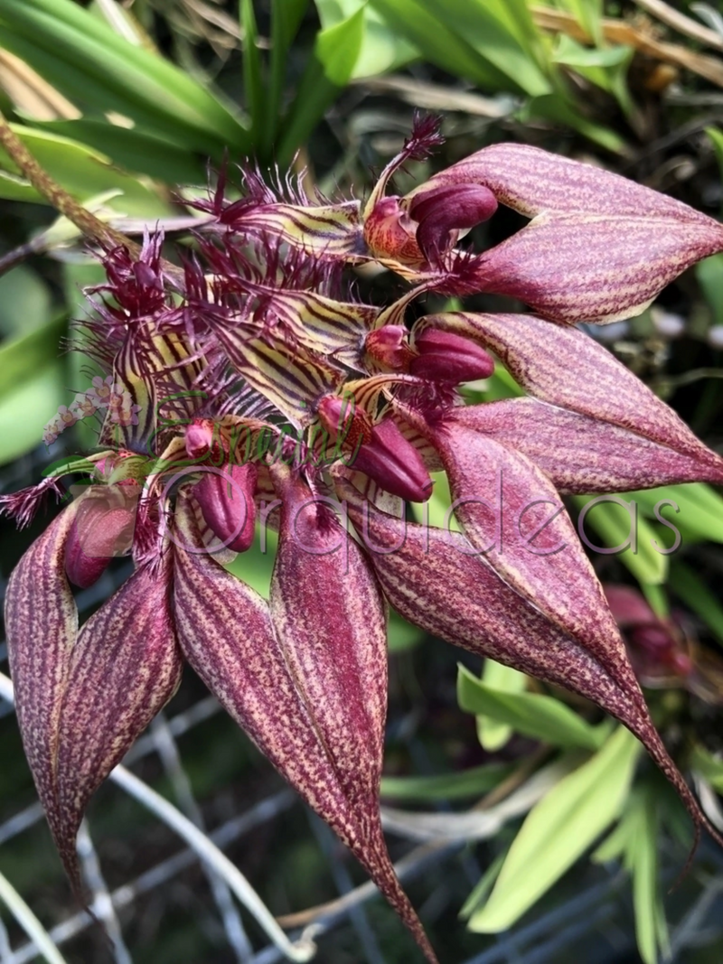 BULBOPHYLLUM ROTHSCHILDIANUM