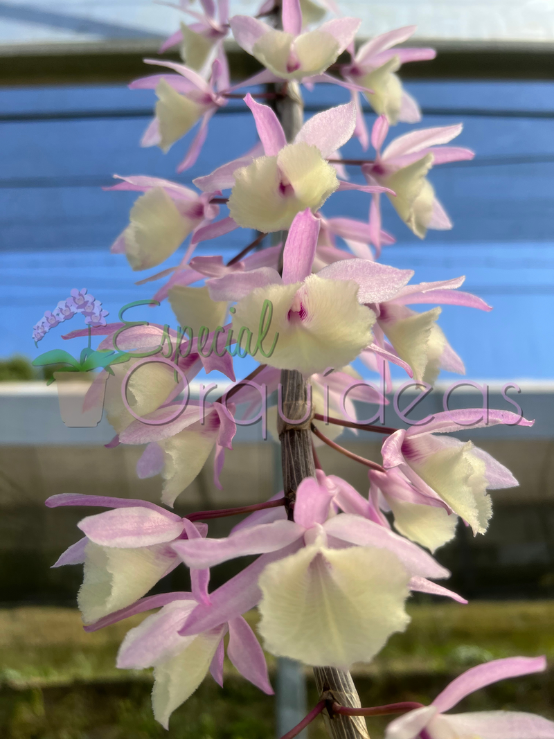 DENDROBIUM PIERRARDII