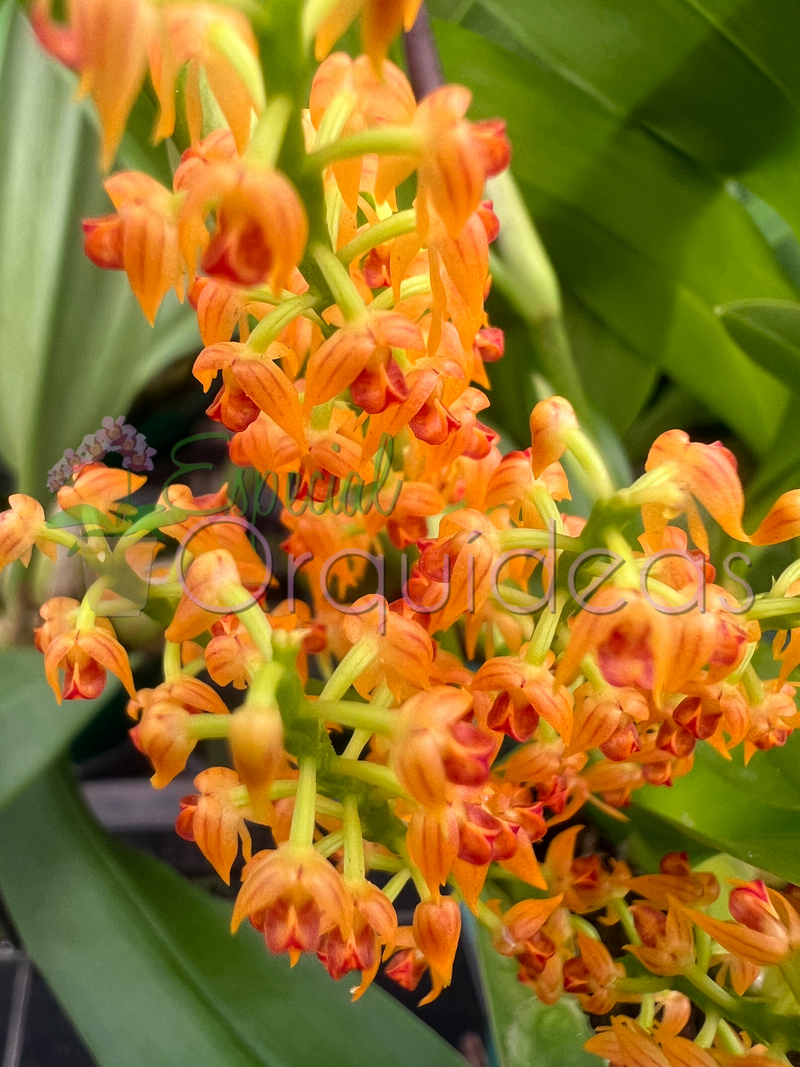 POLYSTACHIA PANICULATA (ADULTA)