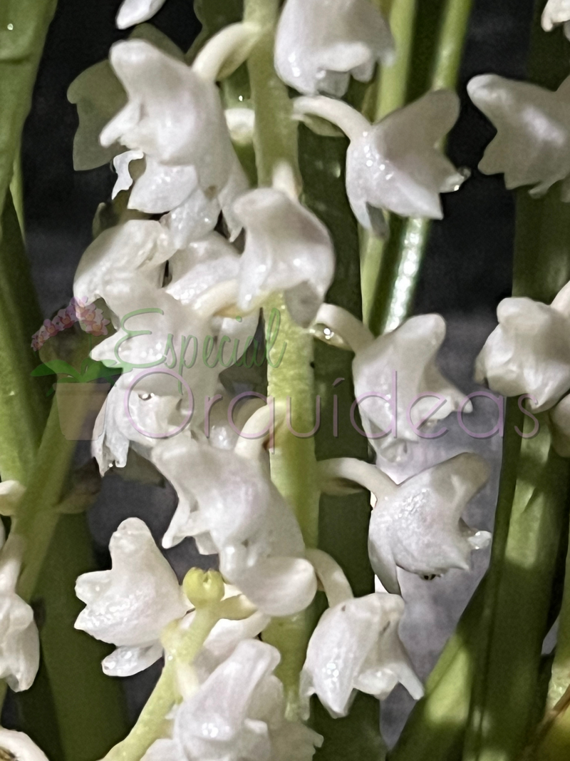 ERIA HYACINTOIDES