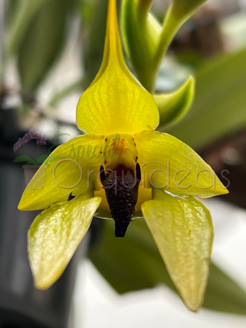 BULBOPHYLLUM CARUNCULATUM