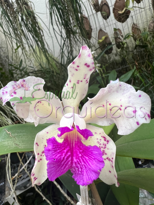 CATTLEYA AMETISTOGLOSSA S-A X C A TIPO