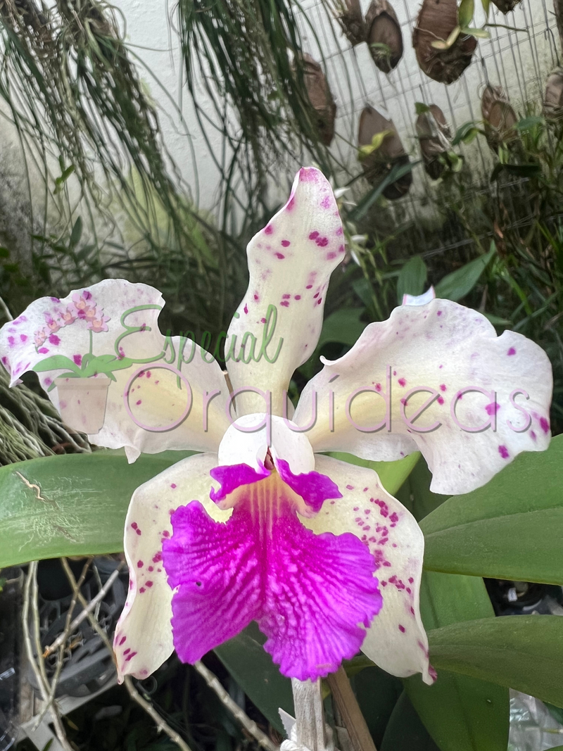 CATTLEYA AMETISTOGLOSSA S-A X C A TIPO