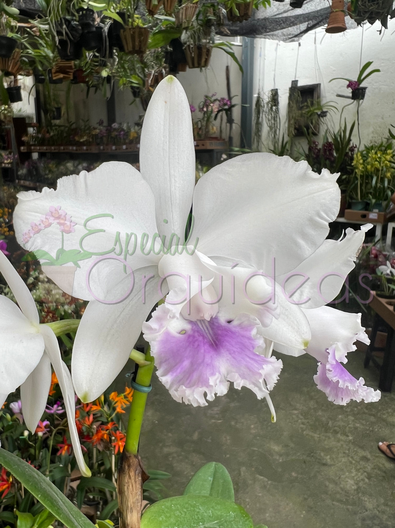 CATTLEYA DOLOSA COERULEA X C INTERMÉDIA COERULEA