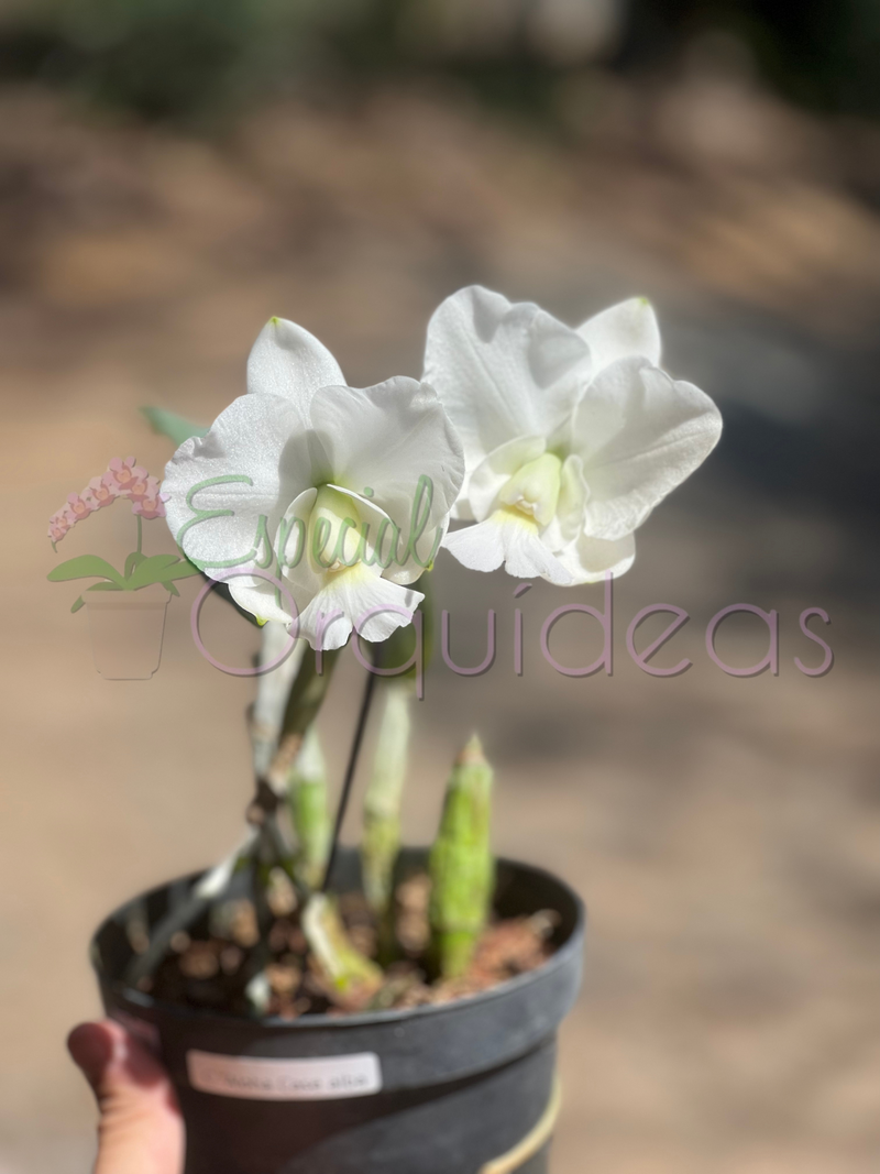 Cattleya aloha case ALBA raridade