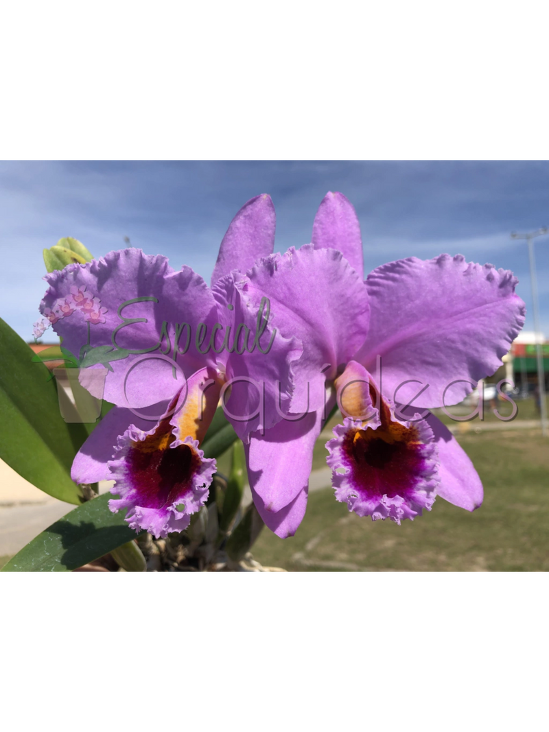 CATTLEYA PERCIVALIANA CARLA PORTO