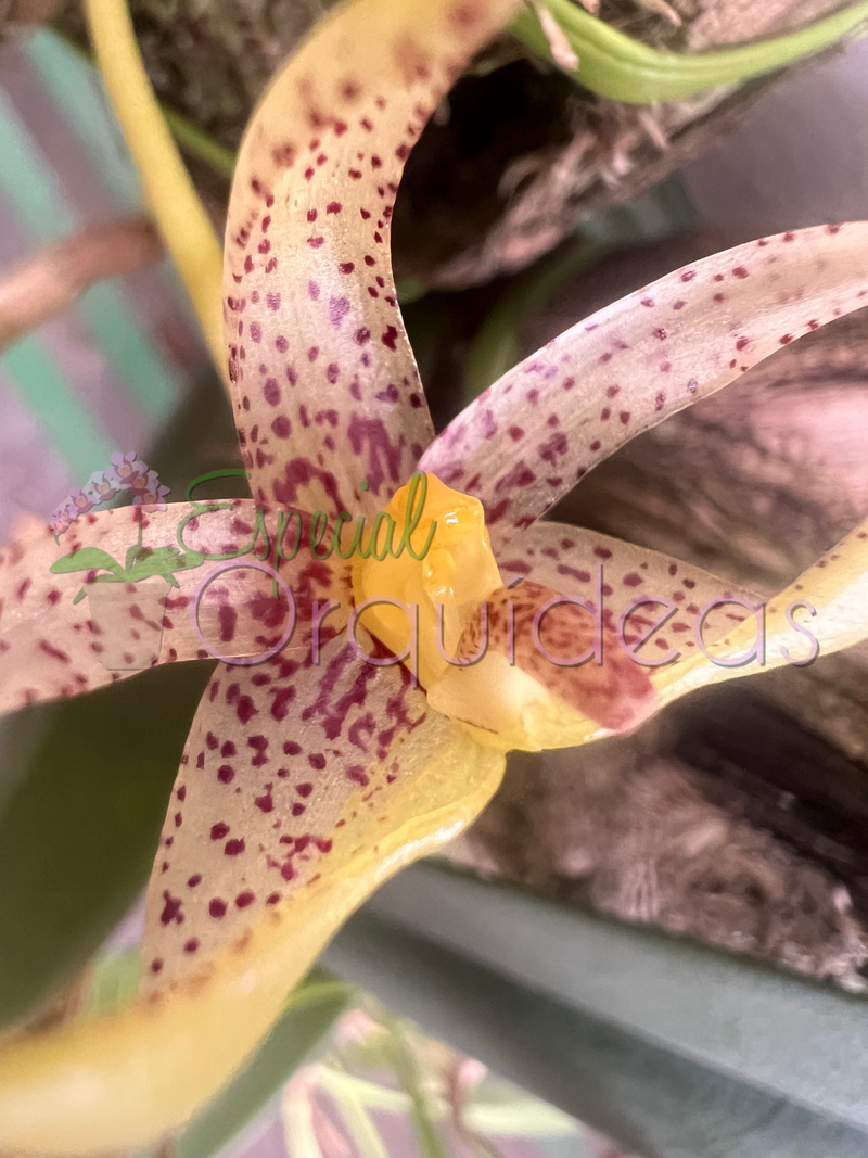 BULBOPHYLLUM BAILEY