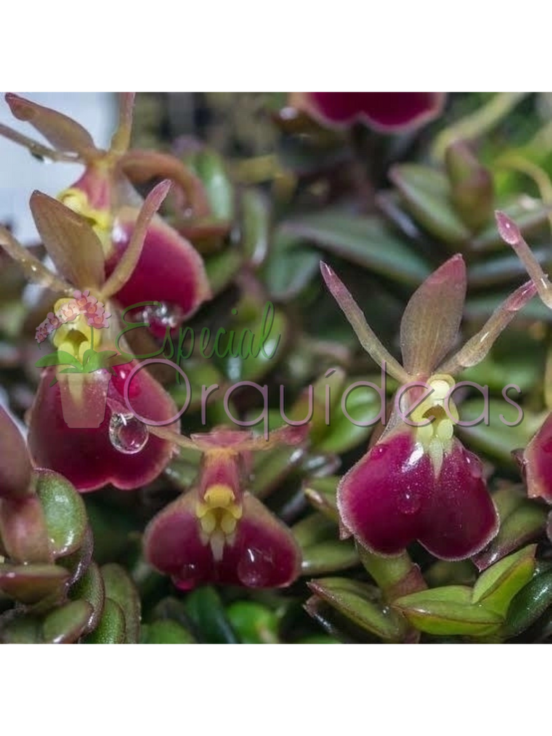 EPIDENDRUM PORPAX