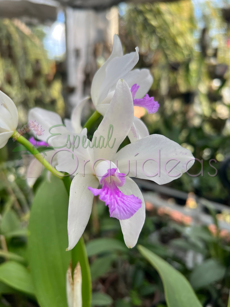 CATTLEYA AMETISTOGLOSSA SEMI ALBA