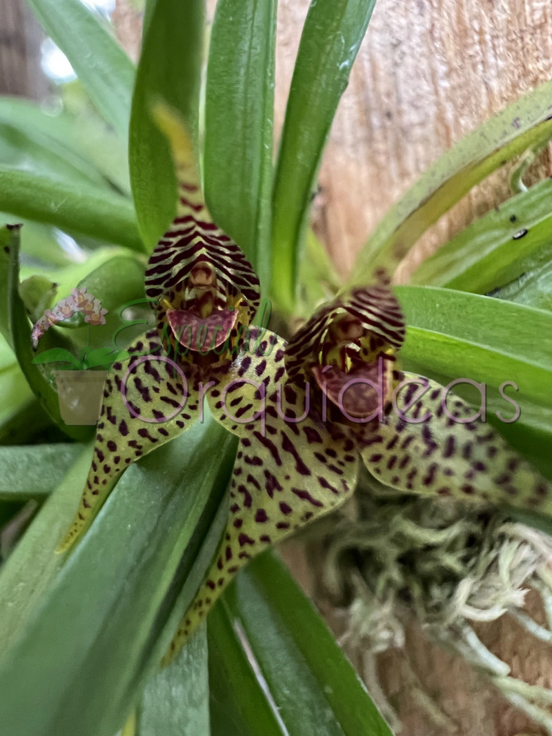 DRYADELLA ZEBRINA DE FLOR SENSACIONAL