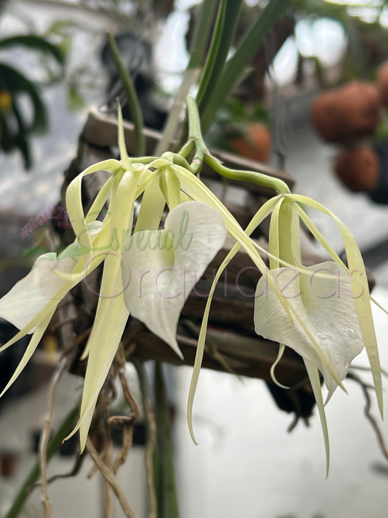 BRASSAVOLA NODOSA CACHEPO