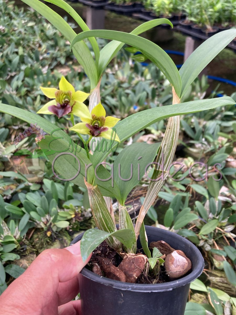 DENDROBIUM CONVOLUTUM ADULTA