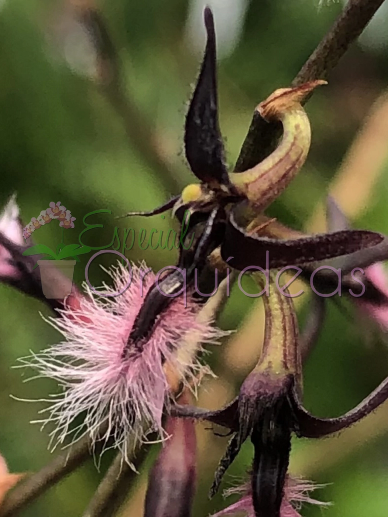 BULBOPHYLLUM MINIATUM