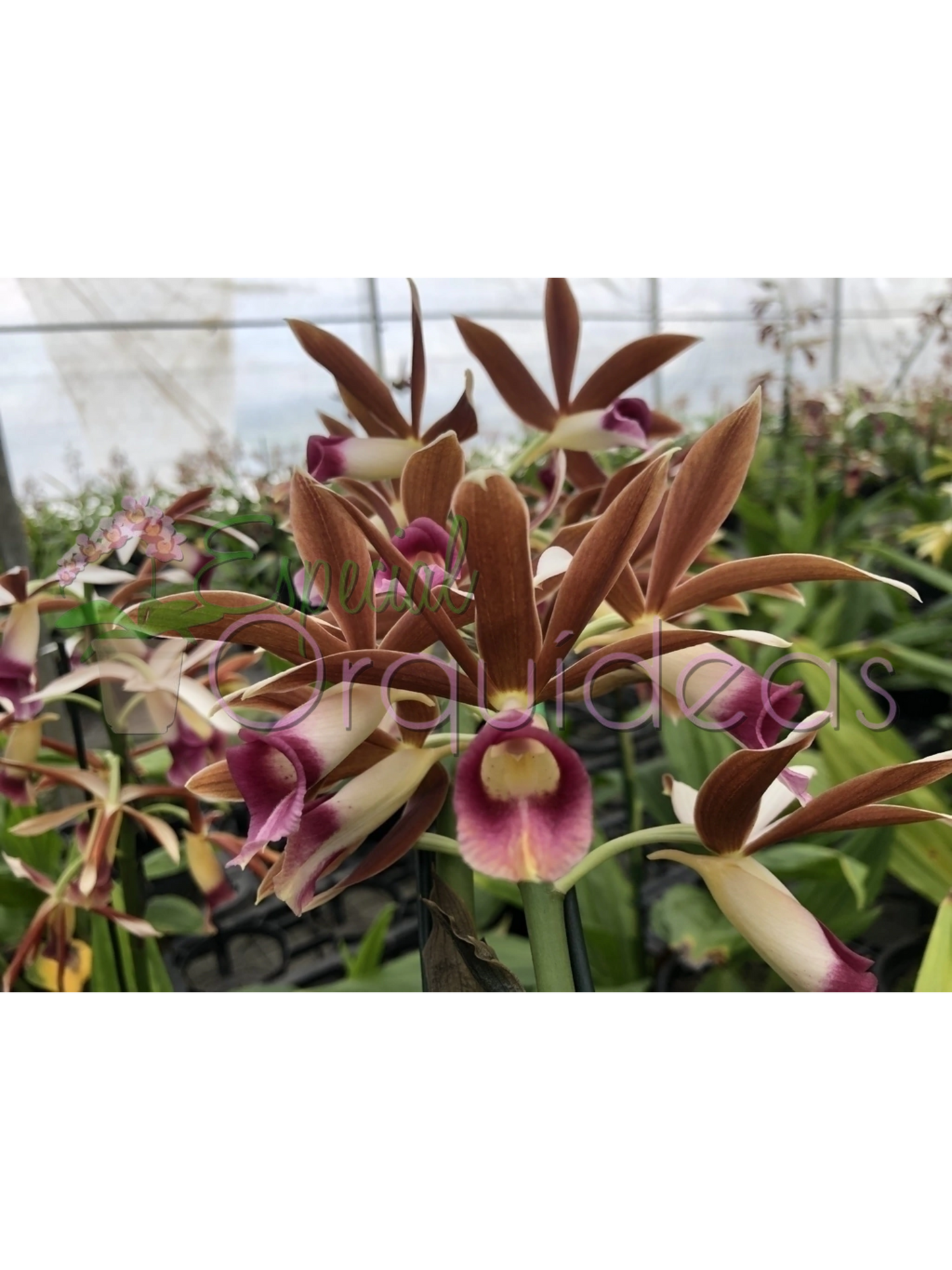 PHAIUS TANKERVILLEAE CAPUZ DE FREIRA