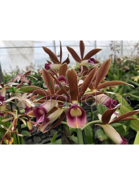 PHAIUS TANKERVILLEAE CAPUZ DE FREIRA