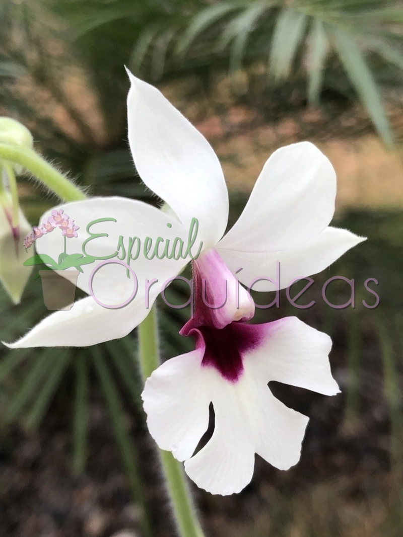 CALANTHE SEMI ALBA