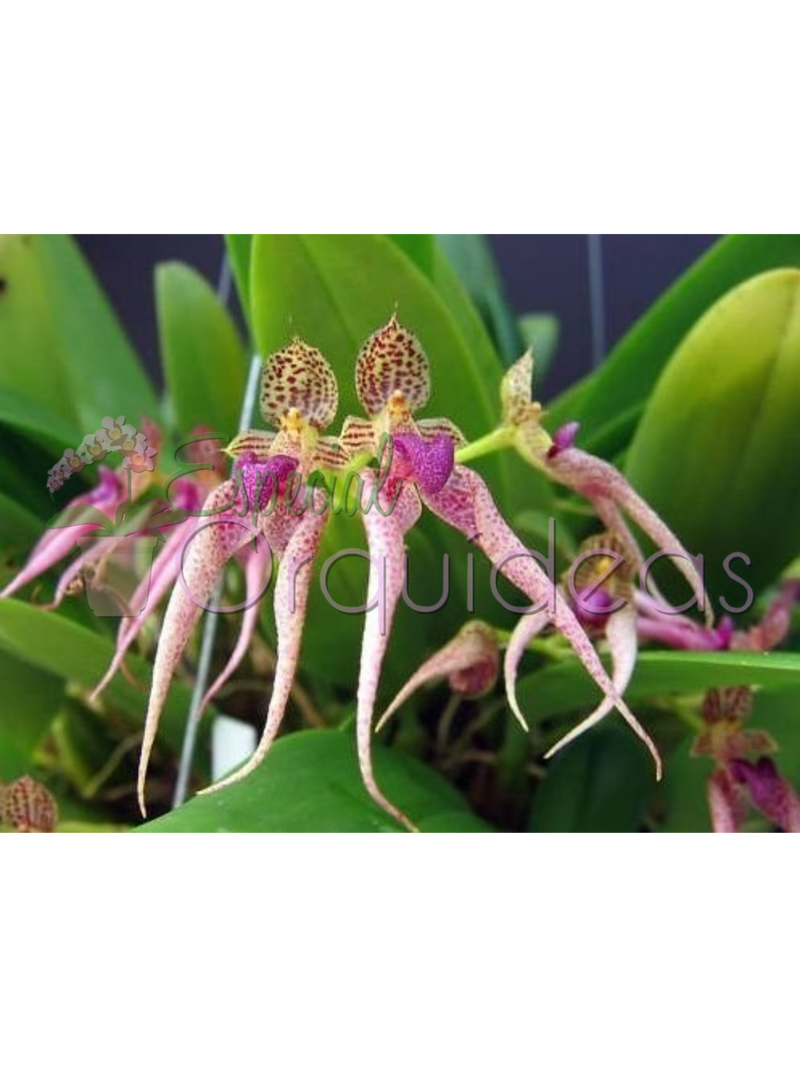 BULBOPHYLLUM KALIMPONG GUTTULATUM