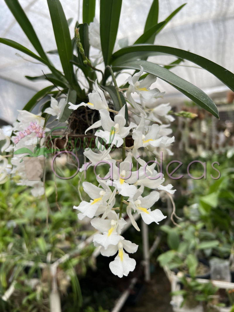 RODRIGUEZIA VENUSTA ALBA