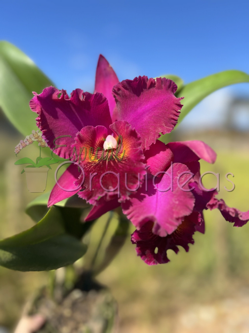 CATTLEYA CHIA LIN NEW CITY (ADULTA)