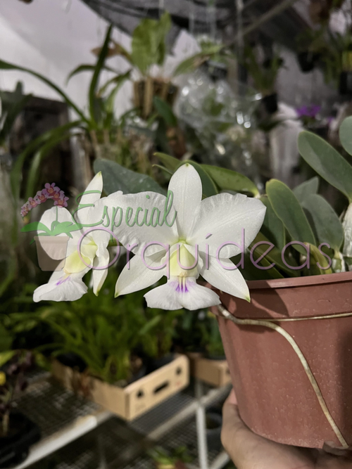 Walkeriana S/A teteia x Fatinha poucos bulbos