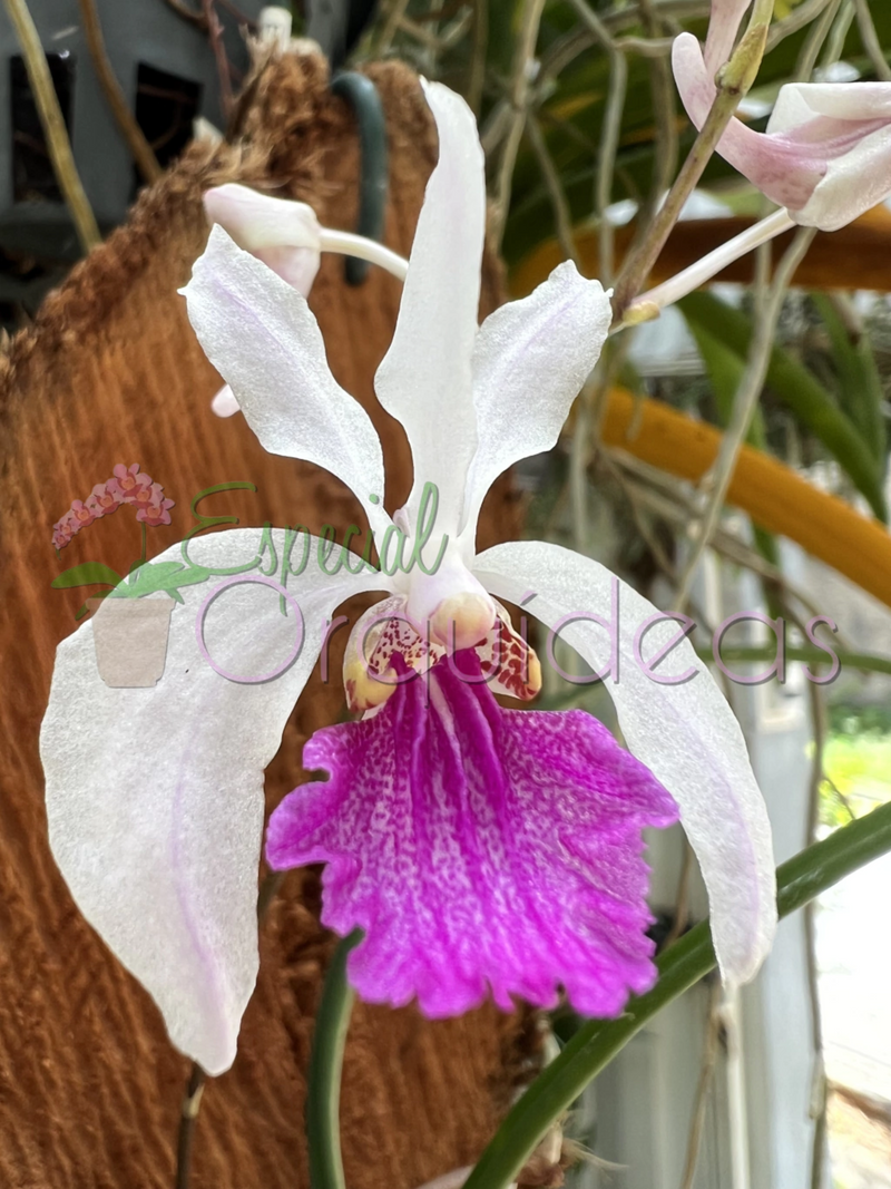 HOLCOGLOSSUM KIMBALIANUM