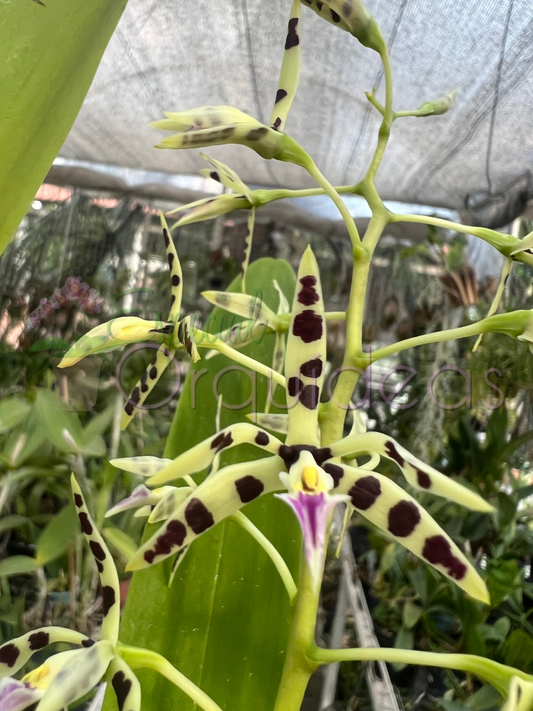 PANARICA PRISMATOCARPA