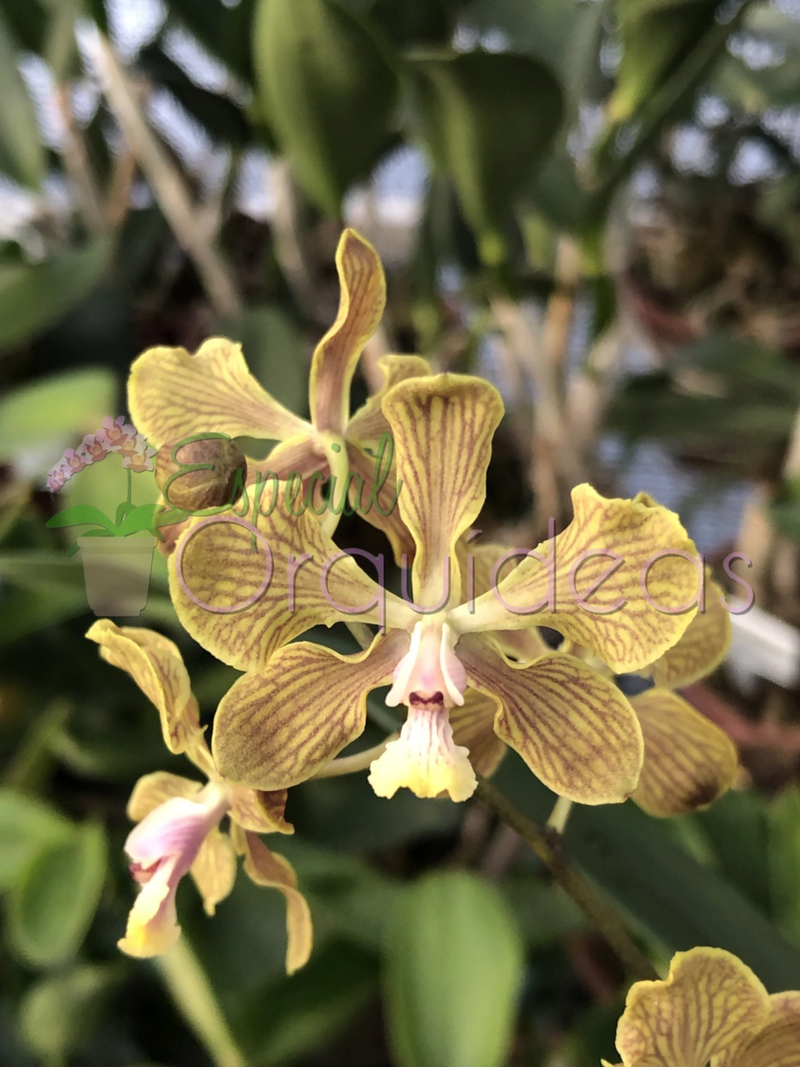 ENCYCLIA FOWLIEI