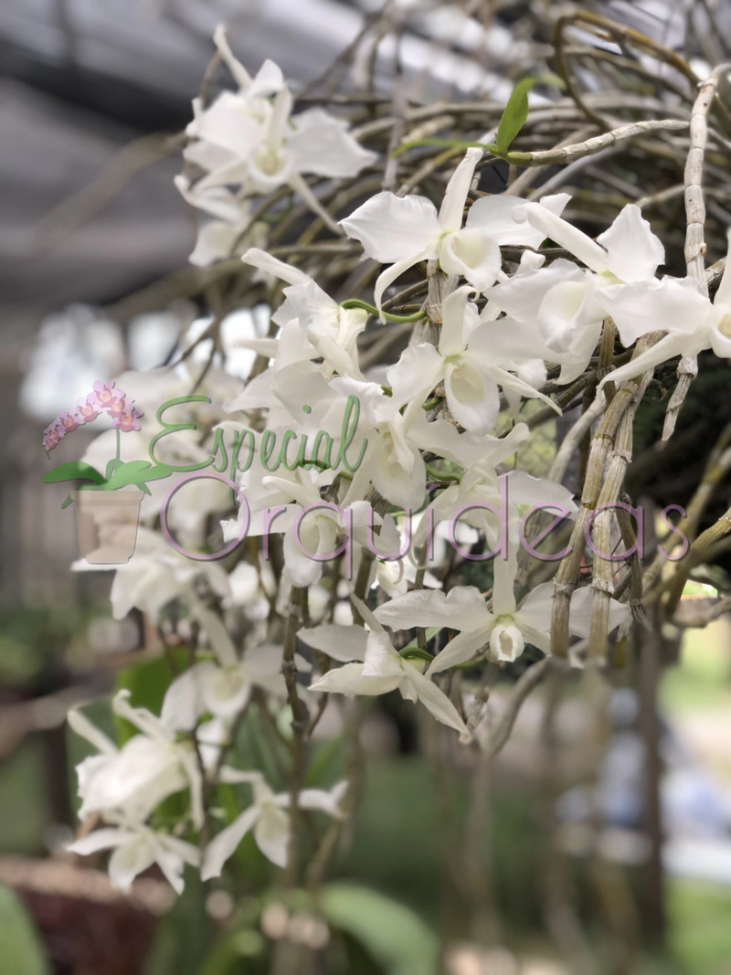 DENDROBIUM ANOSMUM ALBA