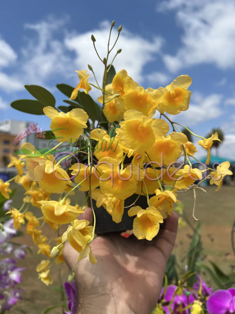 Dendrobium agregatum lindleyi espetáculo essa espécie