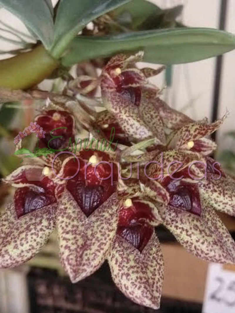 BULBOPHYLLUM FROST