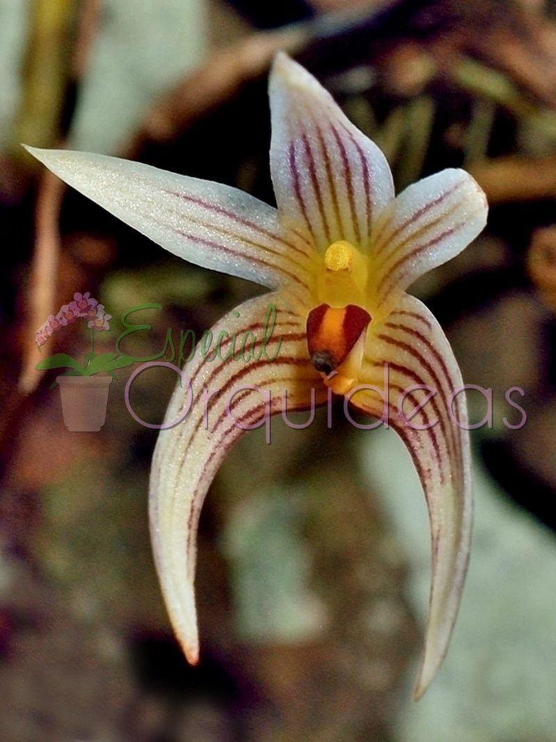 BULBOPHYLLUM AFFINE