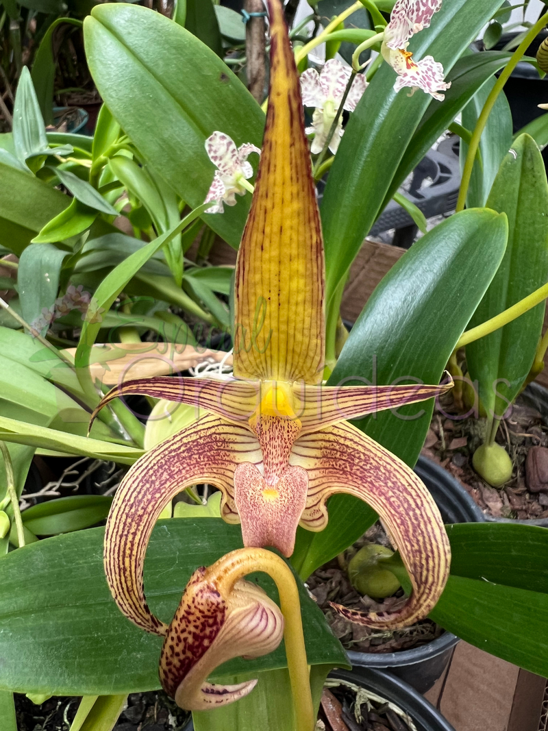 BULBOPHYLLUM LOBBY