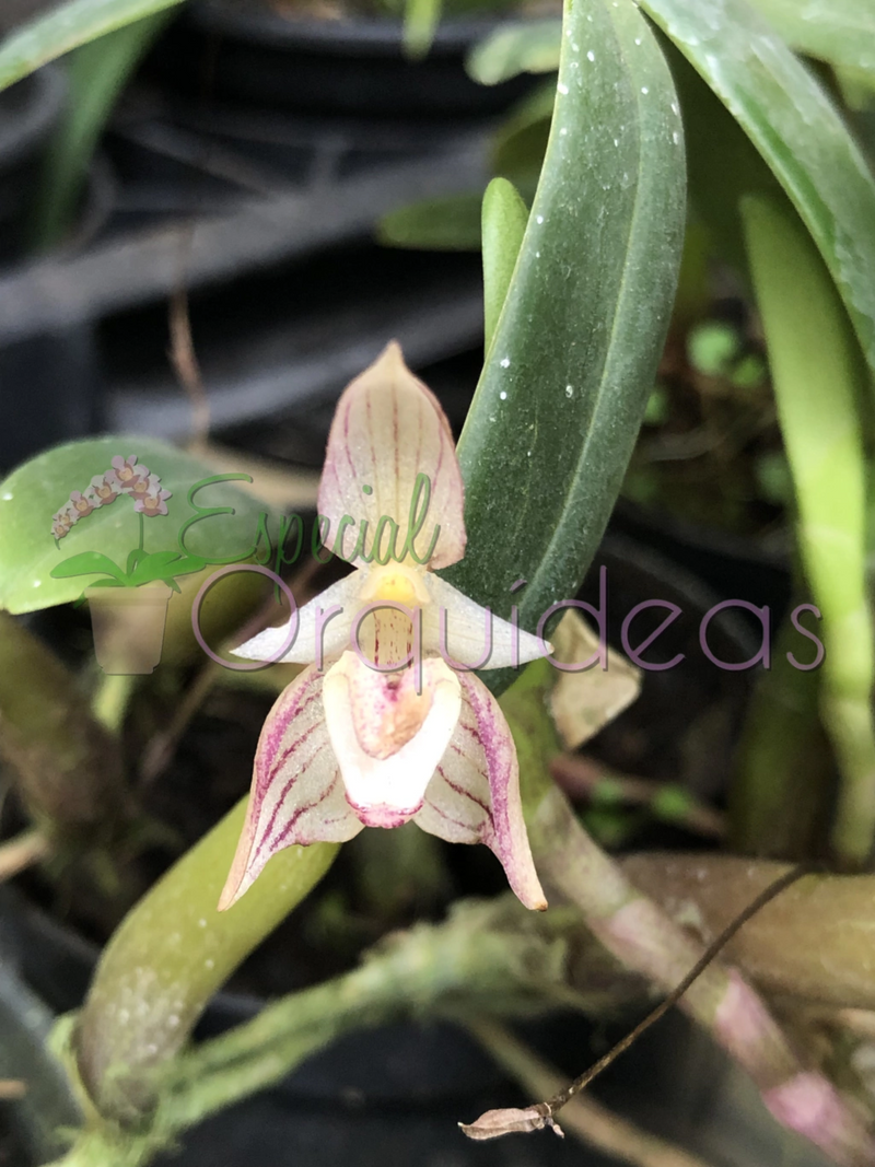 BULBOPHYLLUM AMBROSIA